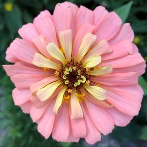 Meet your Posher, Laurie